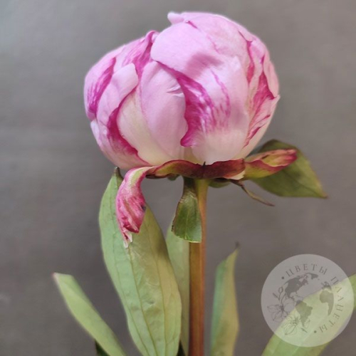 Пион розовый (Голландия) в магазине Цветы Планеты