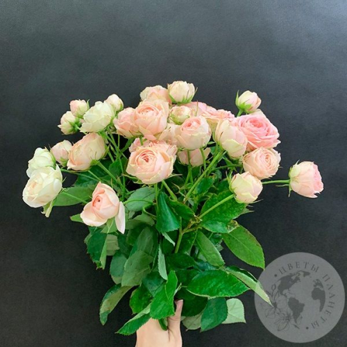 13 кустовых пионовидных роз 50 см. в магазине Цветы Планеты