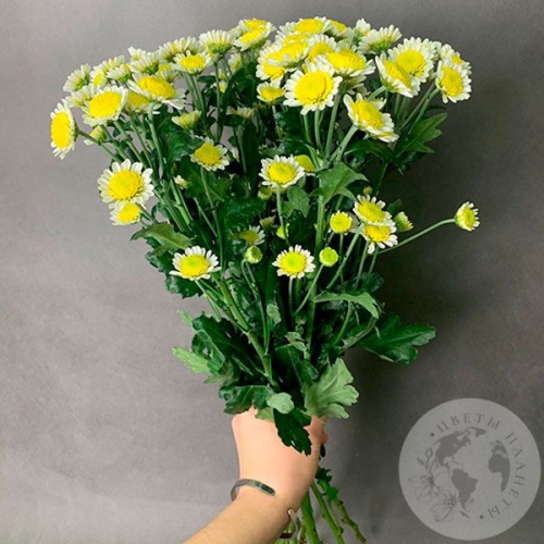 11 Сантини бело-желтых