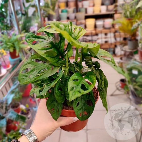 Монстера Манки Мэск