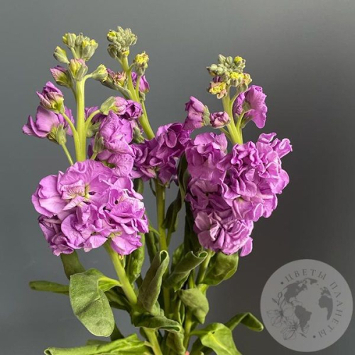 Маттиола розовая 3 шт. в магазине Цветы Планеты