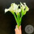 Каллы белые 9 шт.