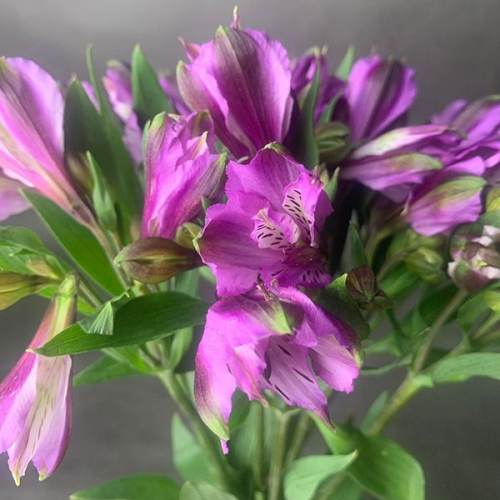 9 Альстромерий фиолетовых