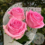 3 розы розовых 50 см. 3 розы розовых 50 см. в магазине Цветы Планеты