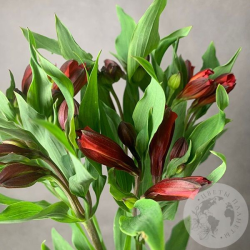 5 Альстромерий красных