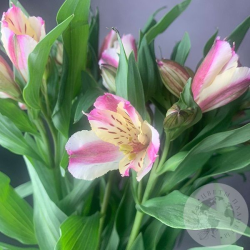 9 Альстромерий желто-розовых