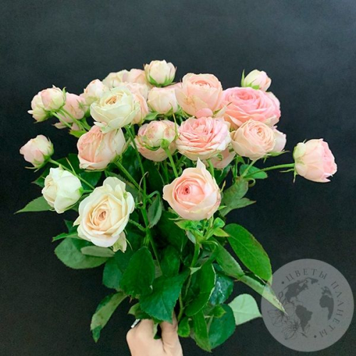 11 кустовых пионовидных роз 50 см. в магазине Цветы Планеты