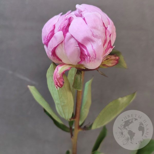 Пион розовый (Голландия) в магазине Цветы Планеты