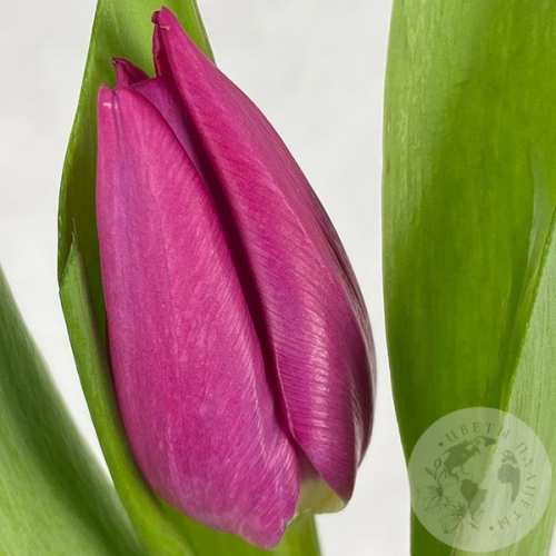 Тюльпан бордовый в магазине Цветы Планеты