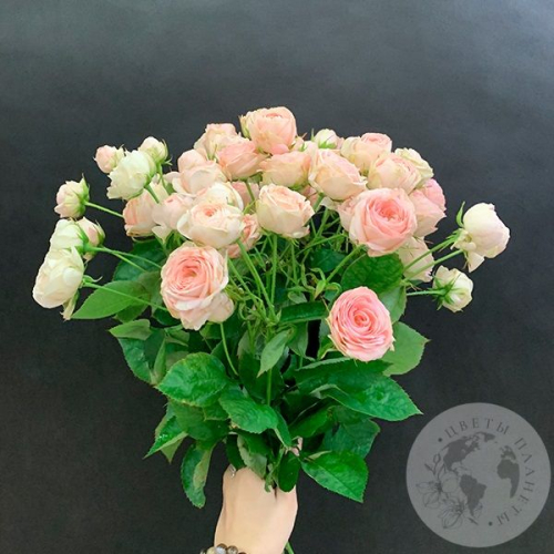 19 кустовых пионовидных роз 50 см. в магазине Цветы Планеты