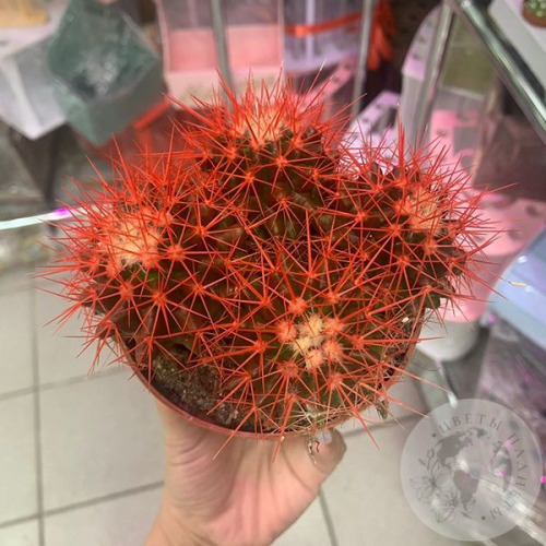 Эхинокактус Грузони красный