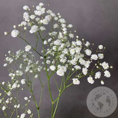 Гипсофила белая в магазине Цветы Планеты