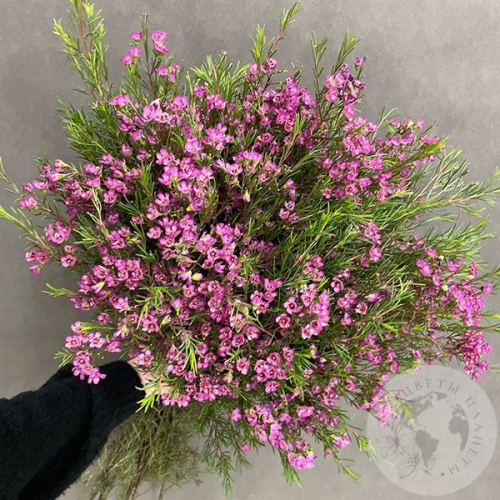 Хамелациум 15 шт. в магазине Цветы Планеты