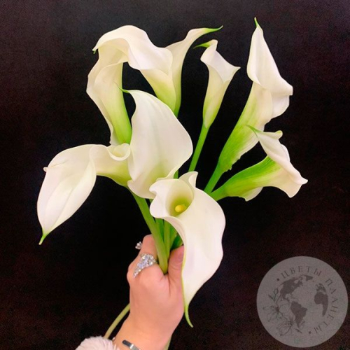 Каллы белые 9 шт.