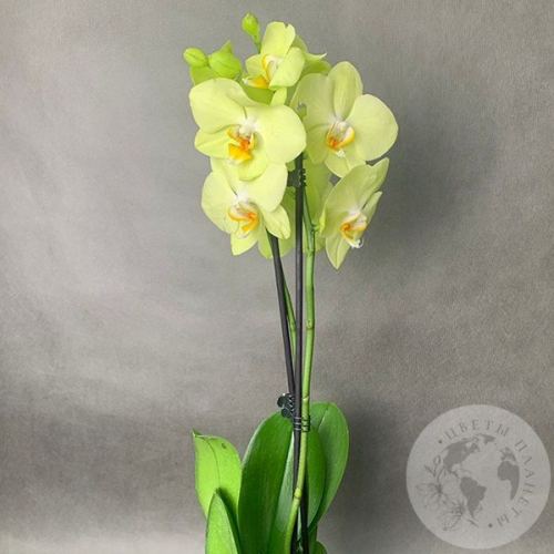 Орхидея зеленая