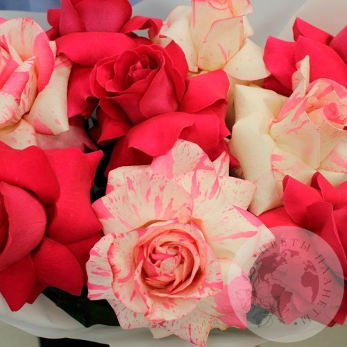 Букет из 9 французских роз в магазине Цветы Планеты