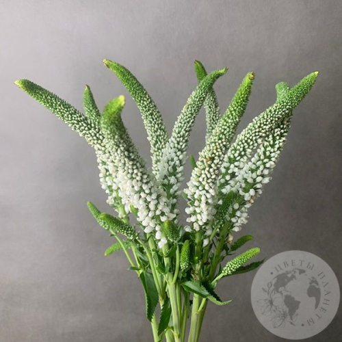 Вероника белая 9 шт. в магазине Цветы Планеты