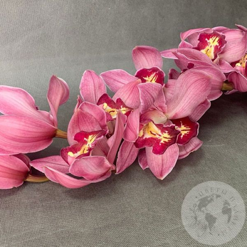 Орхидея Цимбидиум розовая