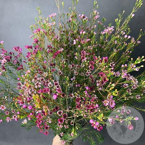 Хамелациум розовый 7 шт. в магазине Цветы Планеты