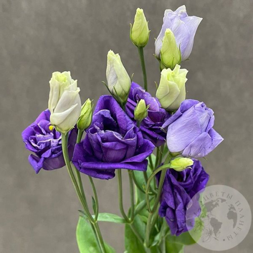 Эустома фиолетовая