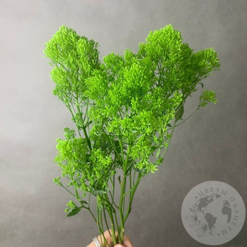 Трахелиум зеленый 3 шт. в магазине Цветы Планеты