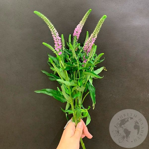 Вероника розовая 3 шт. в магазине Цветы Планеты