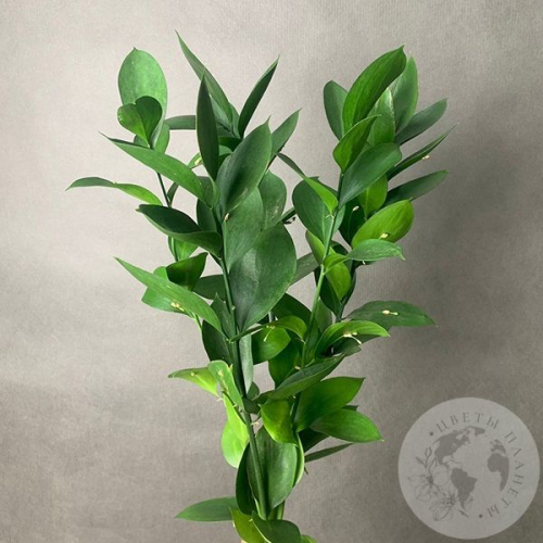 Рускус 5 шт. в магазине Цветы Планеты