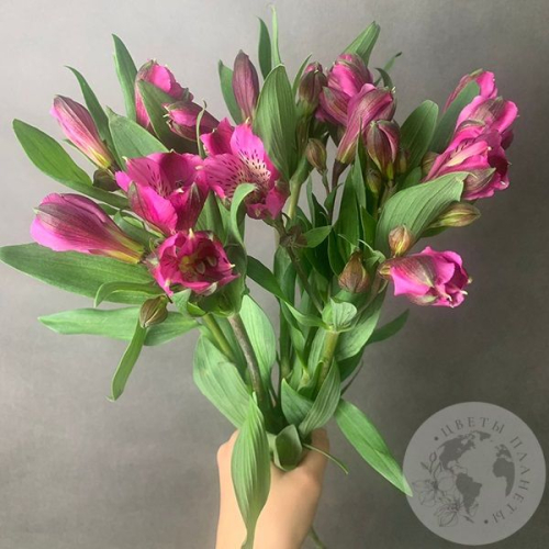 7 Альстромерий ярко-розовых