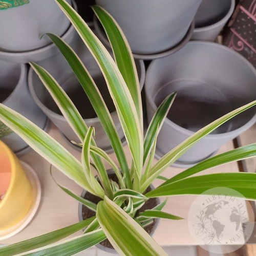 Хлорофитум в магазине Цветы Планеты