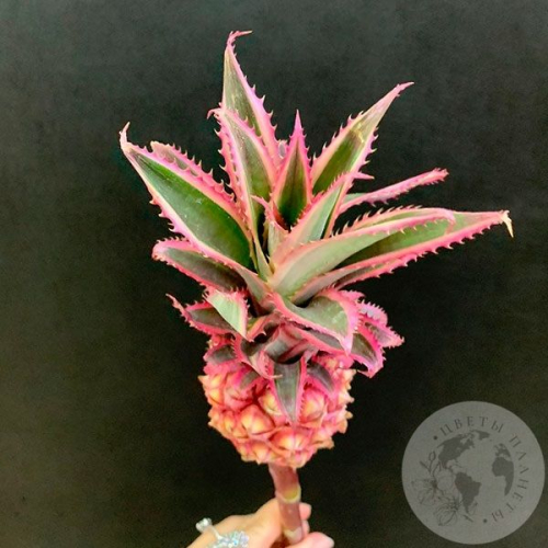 Ананас в магазине Цветы Планеты