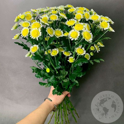 15 Сантини бело-желтых