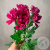 Хризантема кустовая фуксия в магазине Цветы Планеты Хризантема кустовая фуксия