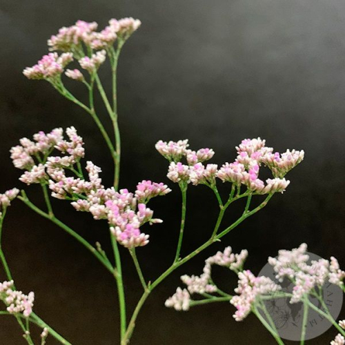 Лимониум розовый в магазине Цветы Планеты