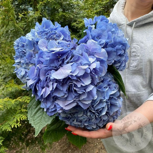 5 гортензий синих