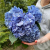 5 гортензий синих