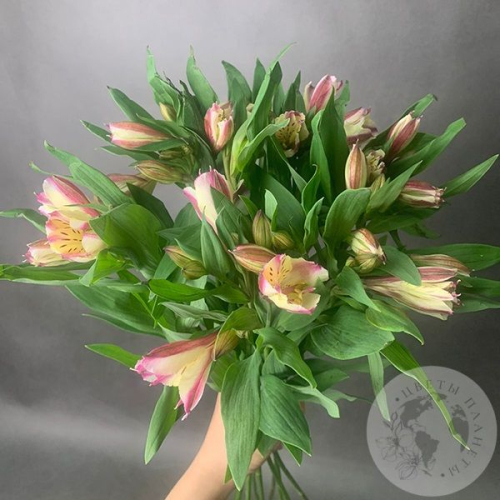 9 Альстромерий желто-розовых