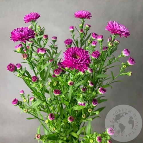 Астер розовый 5 шт. в магазине Цветы Планеты