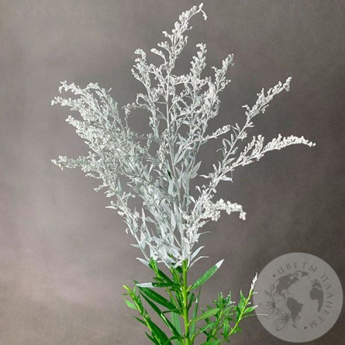 Солидаго белый в магазине Цветы Планеты