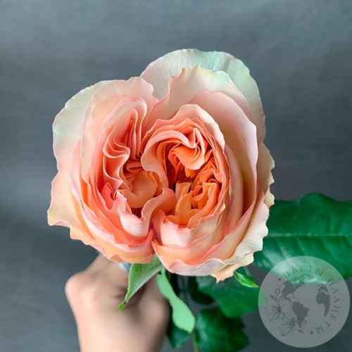 Пионовидная роза кремовая 40 см. в магазине Цветы Планеты