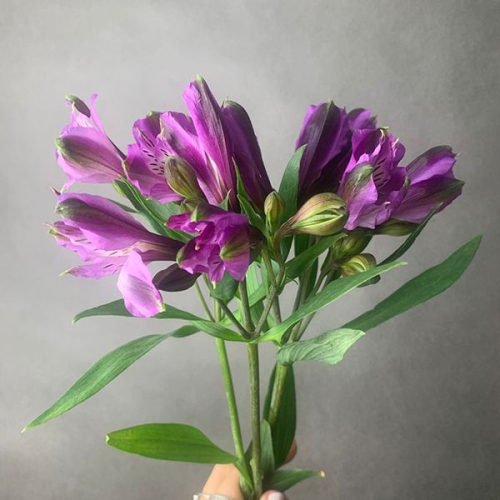 3 альстромерии фиолетовых