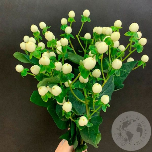 Гиперикум белый 5 шт. в магазине Цветы Планеты