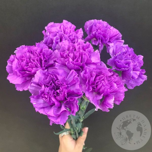 Лунная гвоздика 7 шт. в магазине Цветы Планеты