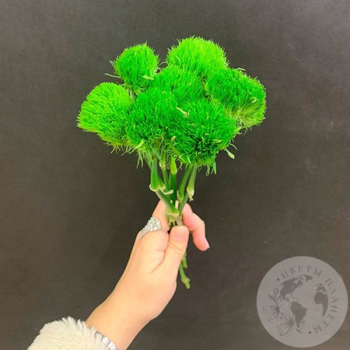 7 гвоздик Грин Трик в магазине Цветы Планеты