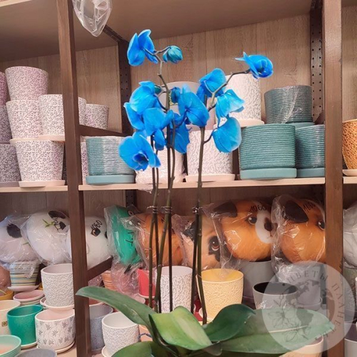 Орхидея краш синяя в магазине Цветы Планеты