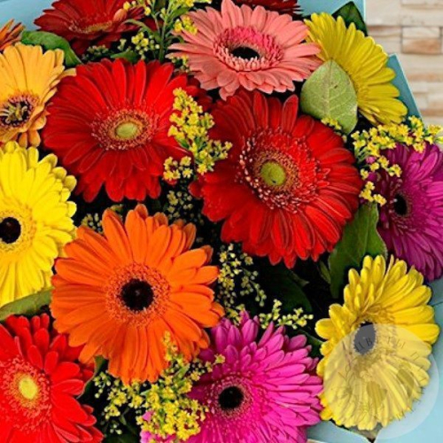 Букет из гербер "Щедрый"