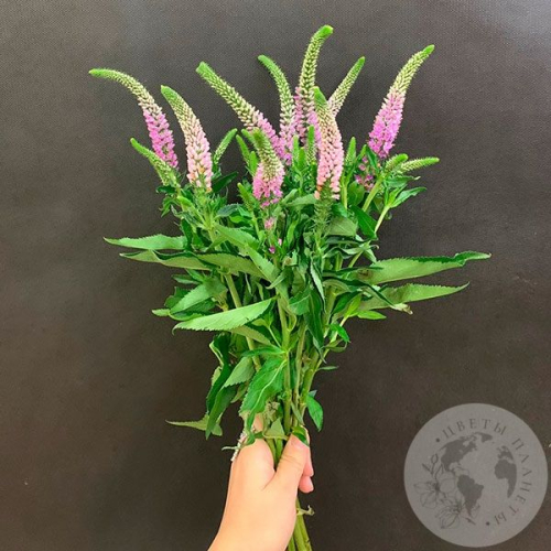 Вероника розовая 9 шт. в магазине Цветы Планеты