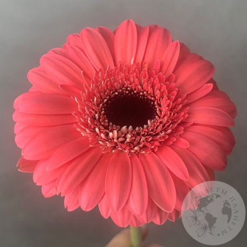 Гербера мини нежно-розовая