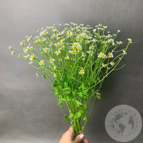 Танацетум 9 шт.