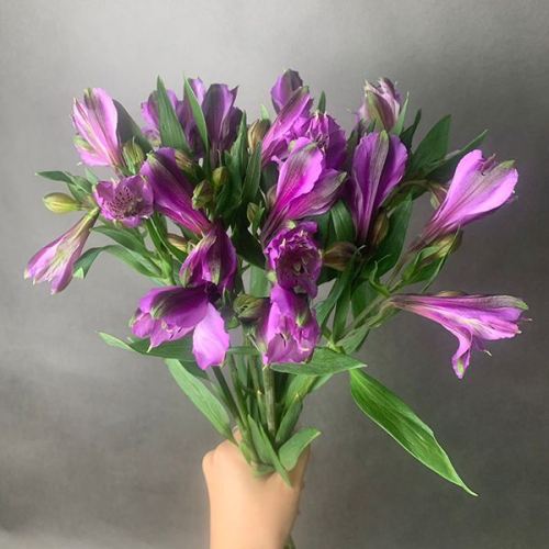 7 Альстромерий фиолетовых