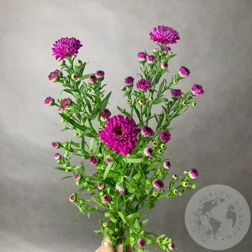 Астер розовый 3 шт. в магазине Цветы Планеты